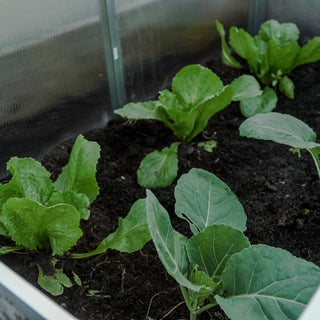Koude bak met gezonde jonge groenten onder glas