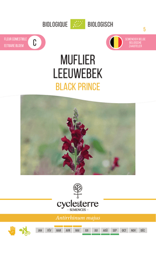 Löwenmaul 'Black Prince'