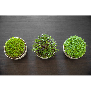 Kiemschaal Microgreens