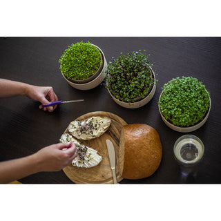 Kiemschaal Microgreens