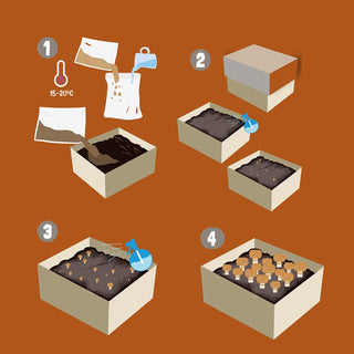 Braune Champignons BIO