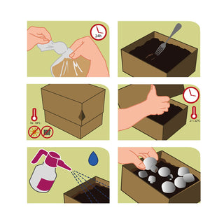 Weiße Champignons BIO