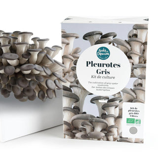 Grauer Austernseitling BIO