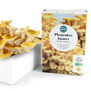 Gelber Austernseitling BIO