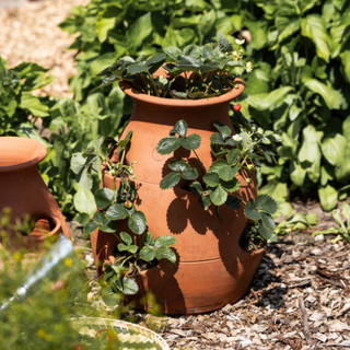 Erdbeertopf Terrakotta