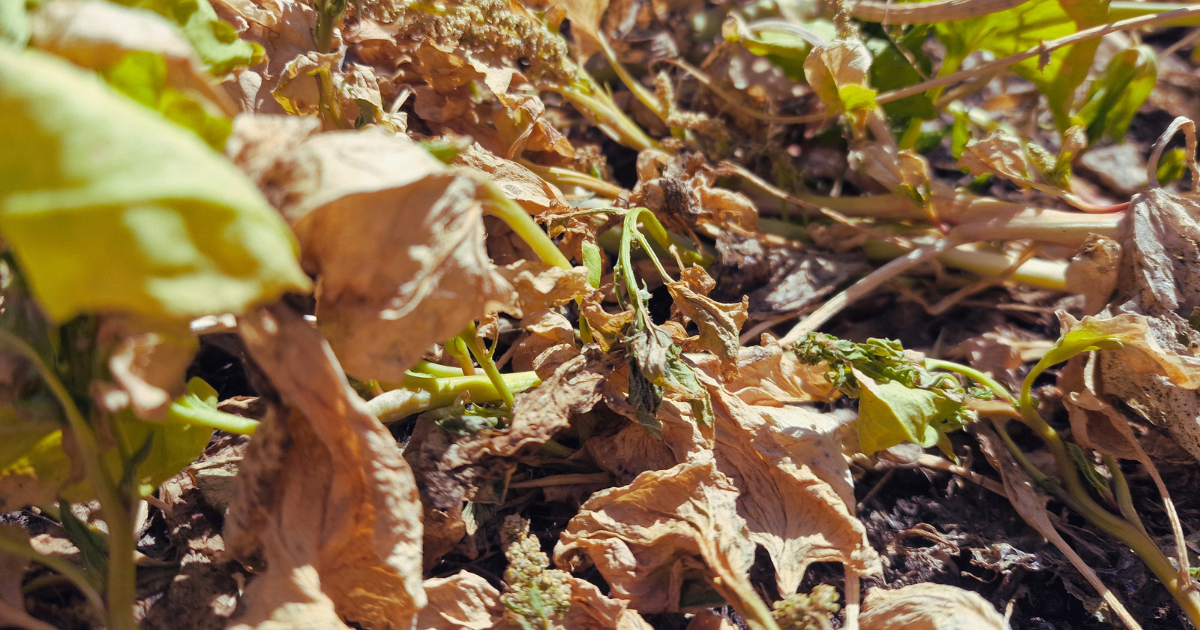 Wie schütze ich meinen Garten vor Hitzestress?