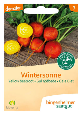 Gelbe Bete 'Wintersonne'