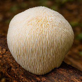 Lion's Mane BIO