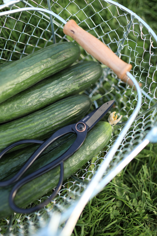 Oogstmand met komkommers en een zwarte oogstschaar tijdens de oogst in de moestuin.