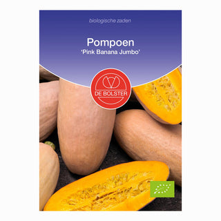 Kürbis 'Pink Banana Jumbo'