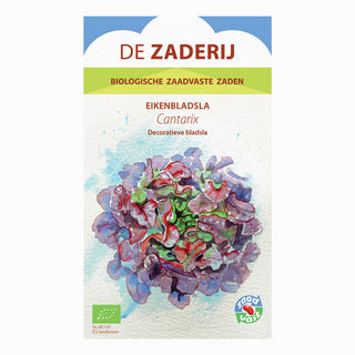 Eikenbladsla 'Cantarix'