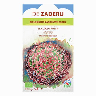 Krulsla 'Lollo Rossa - Malibu'