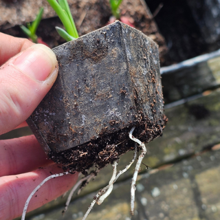 Aussaatschale ECO Zink (30)