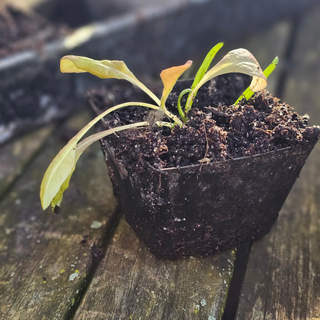 Aussaatschale ECO Zink (30)