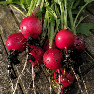 Radieschen Runde Rote Raxe (Saatband)